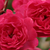 Rdeča - Pokrovne vrtnice - Fairy Rouge